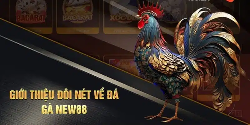 Đá gà New88